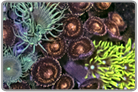 Mixed Polyp Rock